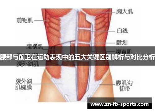 腰部与前卫在运动表现中的五大关键区别解析与对比分析